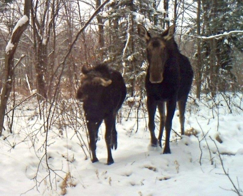 maine moose lottery 2017 application